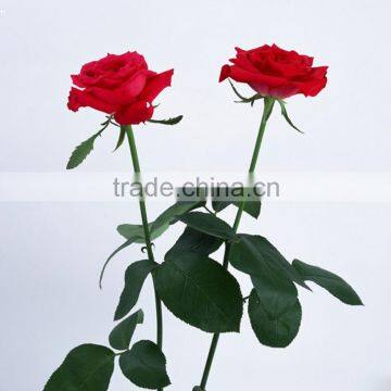 Wholesale Wedding Artificial Rose Flower photo-5