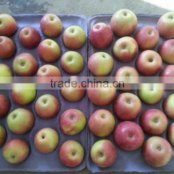 Unbagged Qinguan Apples photo-4
