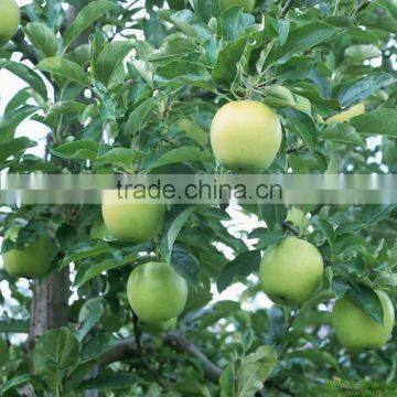 green apple fruit