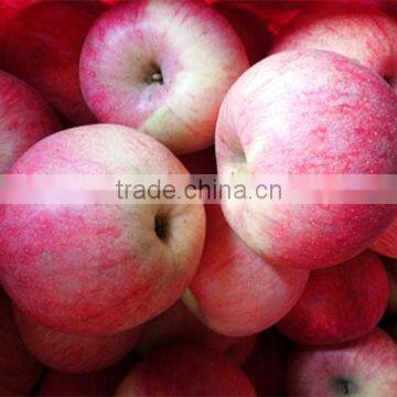 Fresh Style fruit qinguan apple products fuji apples wholesale with cheap products