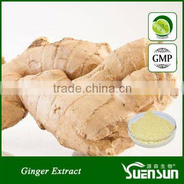 hot sale chinese natural plant 5% 10% gingerol ginger powder