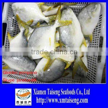 Fish Farming Fresh Pomfret 400-600g