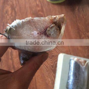 Frozen Spanish Mackerel (300-500g)