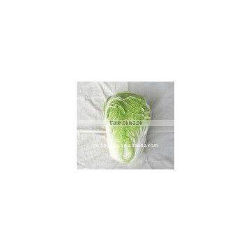 FRAMLAND Green long Cabbage