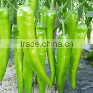 Hot sale hybrid high yield chili pepper seeds-XY 159