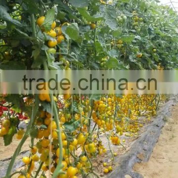 Hybrid yellow cherry tomato seeds for growing high quality