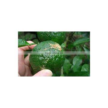 High Quality and Japanese Condiment Yuzu Kosho Pepper, Sample Available photo-4