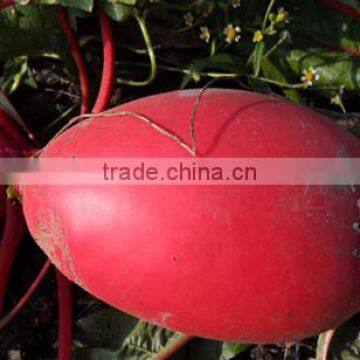 HR04 Ronghe red OP radish seeds in vegetable seeds