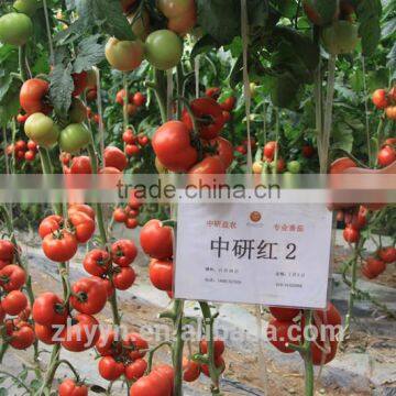 Zhongyan Hong No.2 Tomato Seed High Yield photo-4