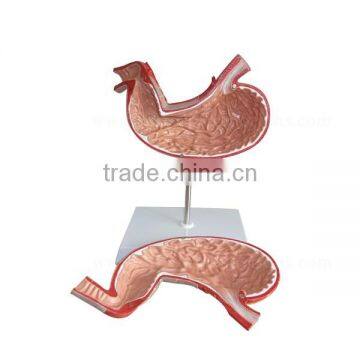 Handmade Medical Human Body Anatomy Stomach Model photo-3