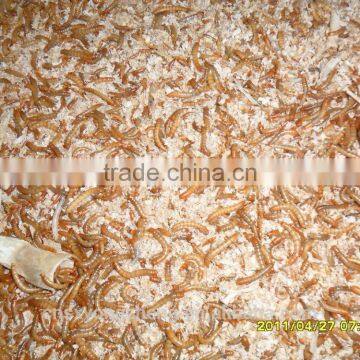 Yongzheng Dried Mealworms ;Good Quality Dried Mealworms ;Dried Mealworms for Fish Food photo-3