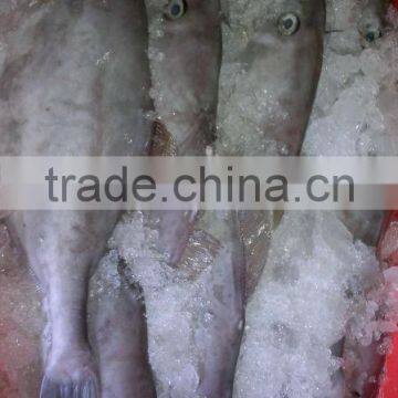 Frozen Leather Jacket Fish Whole photo-2
