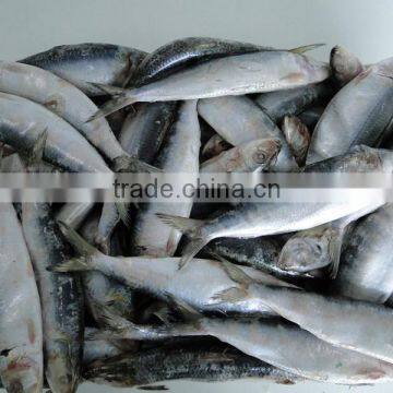 Best Price for Canning Frozen Sardine Seafood photo-3