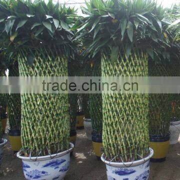 Lucky Bamboo ( Dracaena Sanderiana) Cage Shape Indoor Plant 200-220cm photo-2