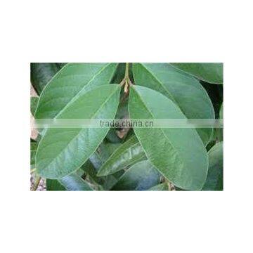 Psidium Leaf