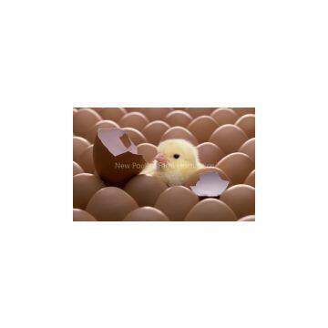 Broiler day old Chicks for sale/COMMERCIAL BROILER CHICKS/ROSS308/COBB500/HUBBARD