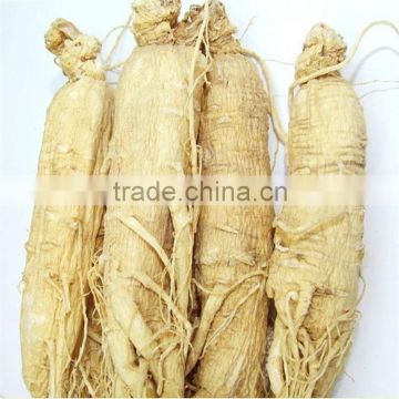 High Premium Panax Ginseng, Natural White Ginseng roots