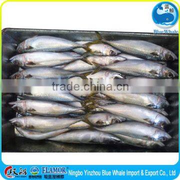 Whole Round Block Quick Frozen Pacific Mackerel With High Quality