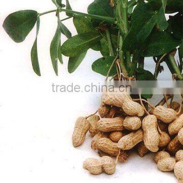 Chinese High Quality Peanut With Lower Price In Shell 9/11
