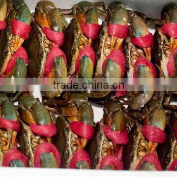 Live Mud Crab (Male, Female, Eggs)