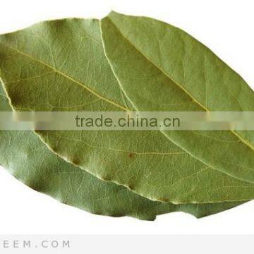 Laurel Leaf Oil photo-2