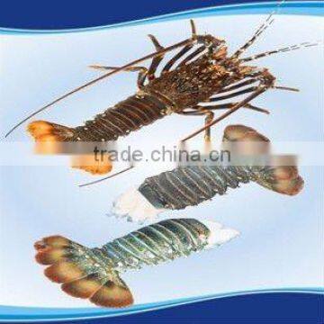 Oceancrest Tail on Raw Frozen Lobster