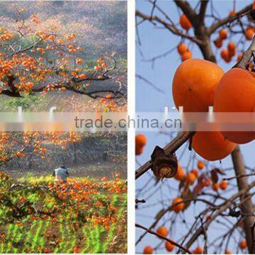 Chinese Best Nonrishment Snack food-Dried Persimmon