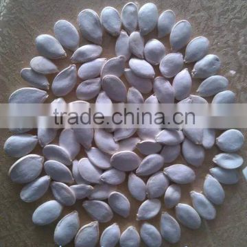 snow white Pumpkin seeds 14cm