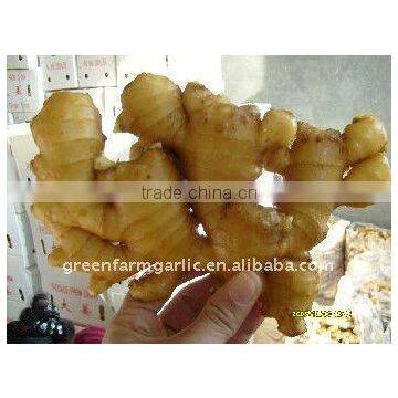 Half-dried Yellow Ginger in Greenfarm