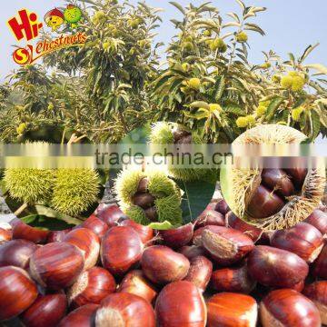 Wholesale Chestnut Raw Sweet Fresh Chestnut Kernel