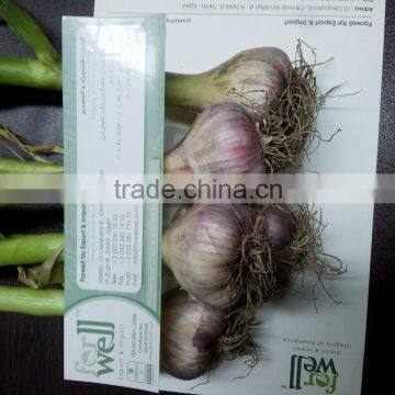 Garlic ( white - Red ) new crops