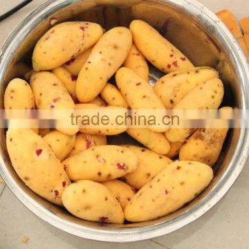 Commercial Turnip Fruit Vegetable Washing and Peeling Potato Ginger Washer and Peeler Machine photo-6
