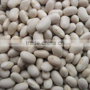 Japanese White Kindey Bean