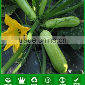 ASQ031 Feicui good quality hybrid zucchini seeds for planting