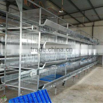 Poultry equipment for quail