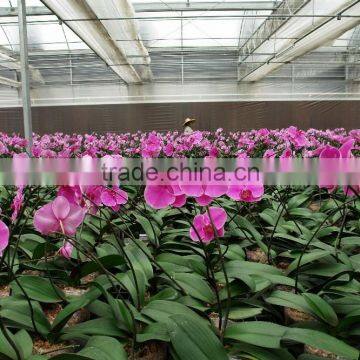 Multi Functional Vegetable Greenhouse Covered By Plastic Polythene Film photo-4