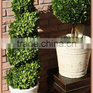 Boxwood Spiral Boxwood Sphere Preserved Topiary photo-4