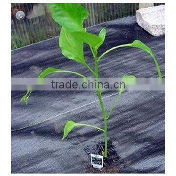 High Quality Used Plastic Mulch Layer Weed Barrier Fabric photo-2