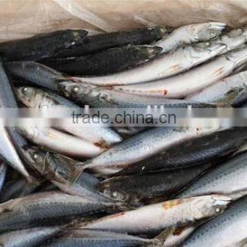Frozen Mackerel For Macking Sushi