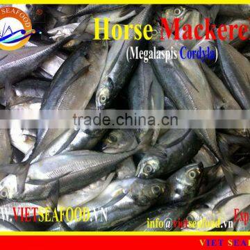 W/R FROZEN HORSE MACKEREL photo-4