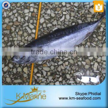 Small Size Hot Sale Whole Bullet Mackerel photo-2