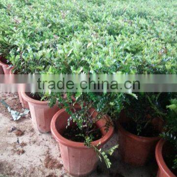 Zanthoxylum Odorum Flavor Shrub Tree