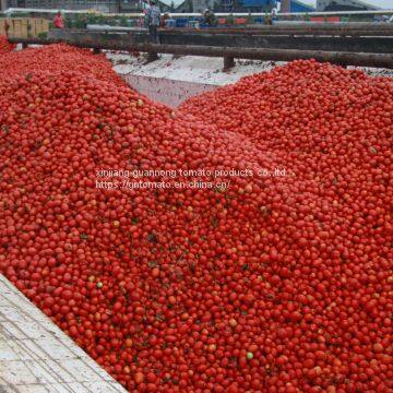 2020 Crop Concentrated Tomato Paste photo-3