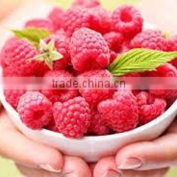 Raspberry Ketone Capsules for sale