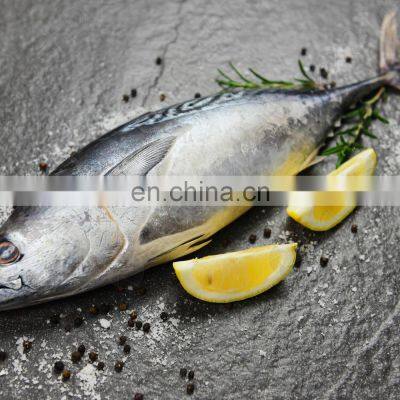 Frozen Bonito Fish Frozen Bonito Tuna Fish Little Tuna Euthynnus Affinis