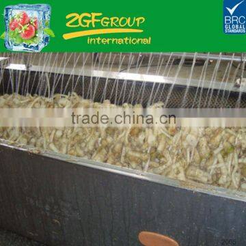 freeze high quality horse radish root bulk packing