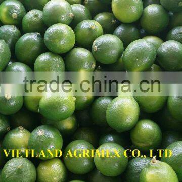 FRESH-GREEN LEMON-LIME FOR SALE FROM VIETNAM IN NEW SEASON 2016 WITH COMPETITIVE PRICE