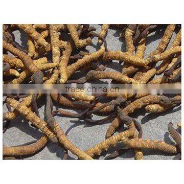 Cordyceps Sinensis Polysacchrides