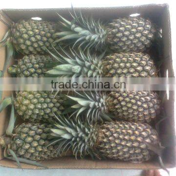 Fresh Queen Extra Sweet Pineapples Supply All Year