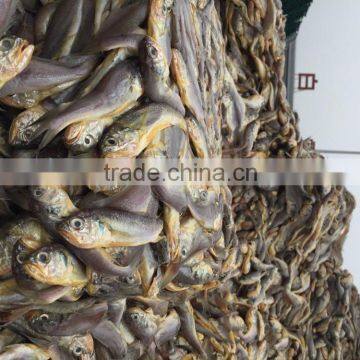 Marine Fresh Seafood Fish Yellow Croaker photo-5